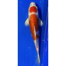 Koi 86 20-25cm