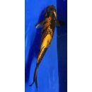 Koi 90 20-25cm Utsuri