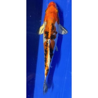 Koi 95 20-25cm