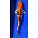 Koi 95 20-25cm
