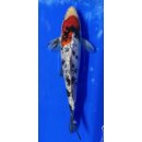 Koi 97 20-25cm