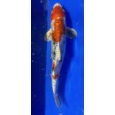 Koi 103 20-25cm Taisho Sanshoku