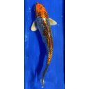 Koi 106 20-25cm Kujaku