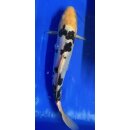 Koi 107 20-25cm