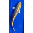 Koi 108 20-25cm Hariwake