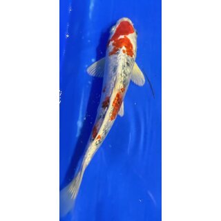 Koi 109 20-25cm