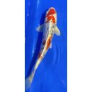 Koi 109 20-25cm