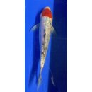 Koi 112 20-25cm Tancho Sanke