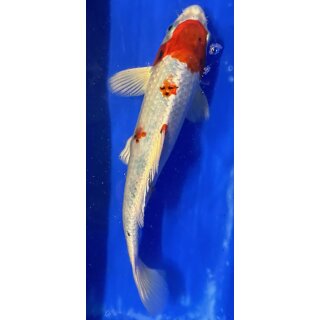 Koi 115 20-25cm
