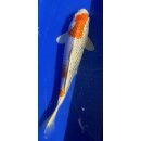 Koi 116- 20-25cm