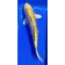 Koi 117- 20-25cm