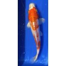 Koi 118- 20-25cm