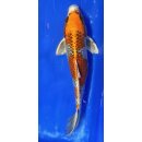 Koi 119- 20-25cm Kujaku
