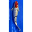 Koi 121- 20-25cm Tancho Sanke