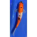 Koi 122- 20-25cm Taisho Sanshoku