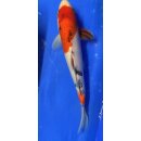 Koi 123- 20-25cm