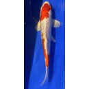 Koi 124- 20-25cm Kohaku