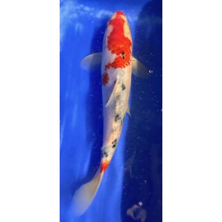 Koi 125- 20-25cm Taisho