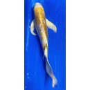 Butterfly Koi 61 20- 25cm