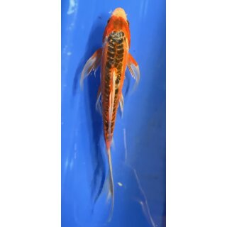 Butterfly Koi 65 20- 25cm Shusui