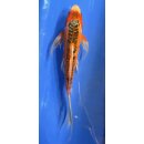 Butterfly Koi 65 20- 25cm Shusui