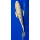 Butterfly Koi 66 20- 25cm Platin Ogon
