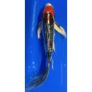 Butterfly Koi 67 20- 25cm
