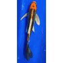 Butterfly Koi 71 20- 25cm Kujaku