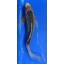 Butterfly Koi 72 20- 25cm Asagi