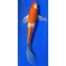Butterfly Koi 74 20- 25cm Kohaku