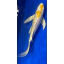 Butterfly Koi 76 20- 25cm GinRin Hariwake