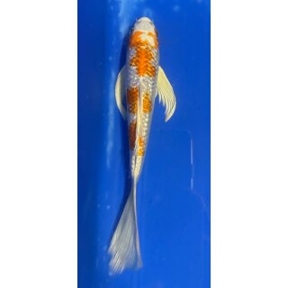 Butterfly Koi 77 20- 25cm