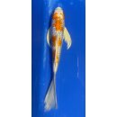 Butterfly Koi 77 20- 25cm