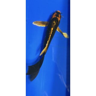 Butterfly Koi 78 20- 25cm