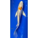 Butterfly Koi 82 20- 25cm Hariwake