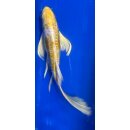 Butterfly Koi 83 20- 25cm Hariwake