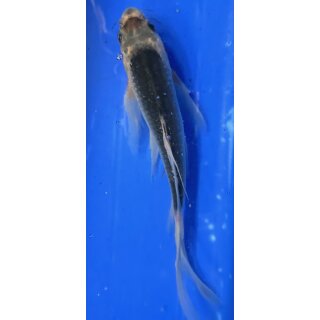 Butterfly Koi 84 20- 25cm Asagi