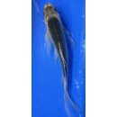 Butterfly Koi 84 20- 25cm Asagi