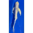 Butterfly Koi 86 20- 25cm