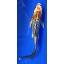 Butterfly Koi 90 20- 25cm Kujaku GinRin