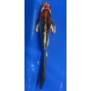Butterfly Koi 93 20- 25cm Kujaku metallic