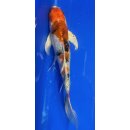 Butterfly Koi 95 20- 25cm Sanke