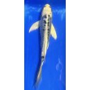 Butterfly Koi 96 20- 25cm
