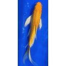 Butterfly Koi 100 20- 25cm Yamabuki