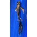 Butterfly Koi 97 20- 25cm