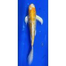 Butterfly Koi 98 20- 25cm Hariwake