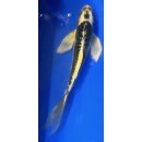 Butterfly Koi 99 20- 25cm