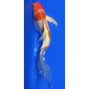Butterfly Koi 103 20- 25cm Kohaku