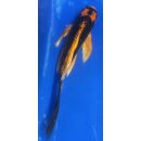 Butterfly Koi 104 20- 25cm