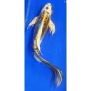 Butterfly Koi 105 20- 25cm